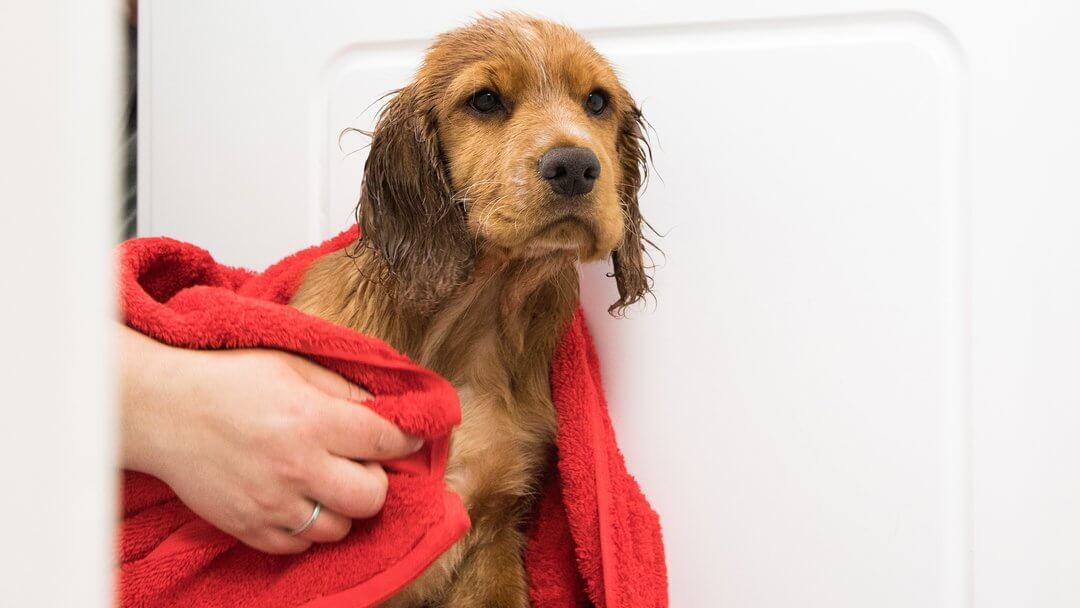 best dog bath towel